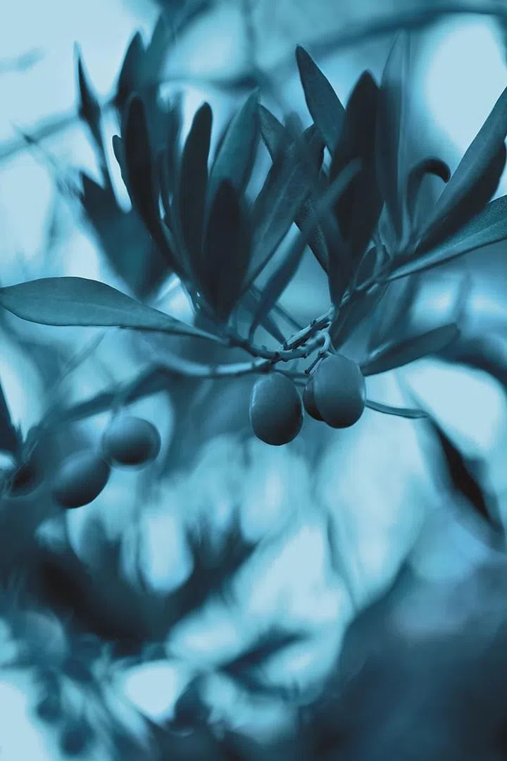 Olives from Sardinia, Italy