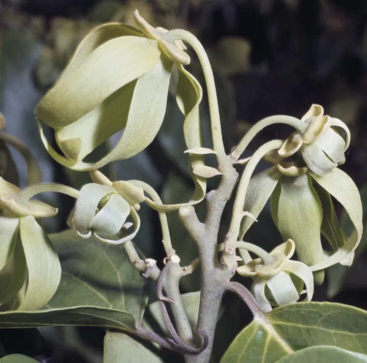Properties: Ylang ylang water is great for rebalancing the senses. Its elegant botanical scent is both refreshing and calming, so keep this close when you’re in need of calm from the chaos. If using for the skin, normal to oily skin types will benefit from it as it has mild astringent properties to keep sheen and shine at a minimum. (Photo: Getty)