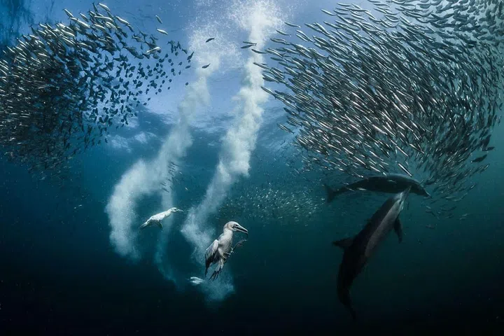 "During the sardines' migration along the coast of South Africa, all marine predators are looking for sardines! I was lucky to be at the right place at the right time to photograph their capture." –Greg Lecoeur