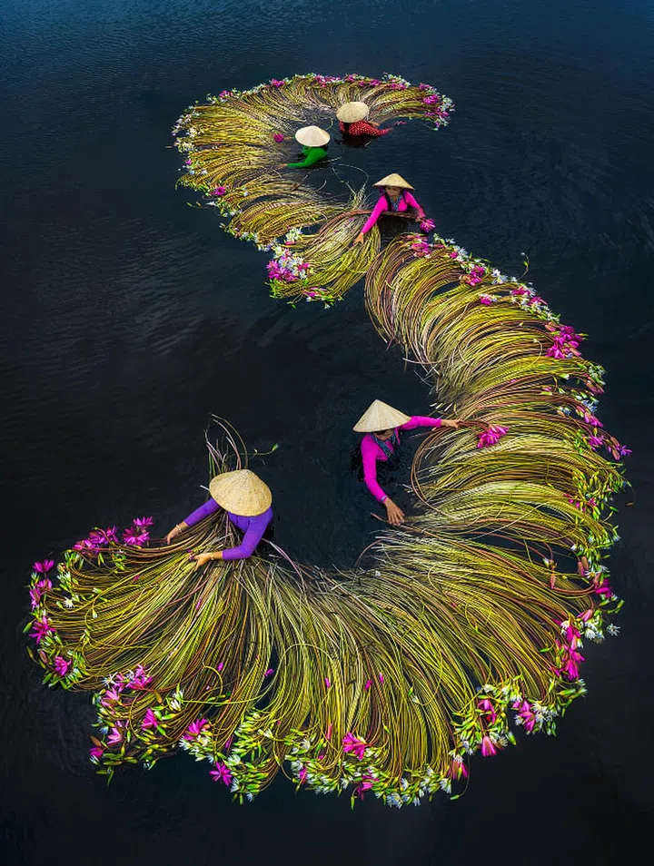 Women wash and wrap the plants in Long An Province, before sending them off to market during the peak water lily harvest in the Mekong Delta. 