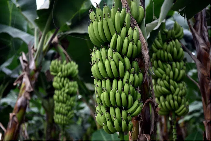 The original and best, bananas are an energy powerhouse.
Made up primarily of natural sugars (glucose, fructose and sucrose), and packed full of fibre and mood-boosting potassium, make sure you try and pack away at least one a day, either on its own or chopped on to yoghurt or porridge.
For an added boost, top with your favourite nut butter.