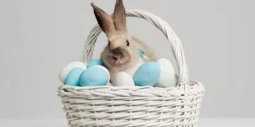 Easter Bunny And Eggs
