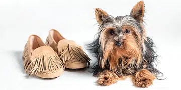 Tod's Giommino Yorky