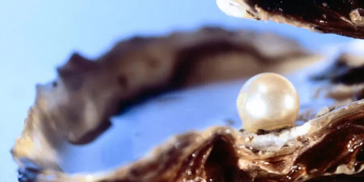 No two pearls are exactly alike and no pearl is perfect; all have some sort of imperfection.
