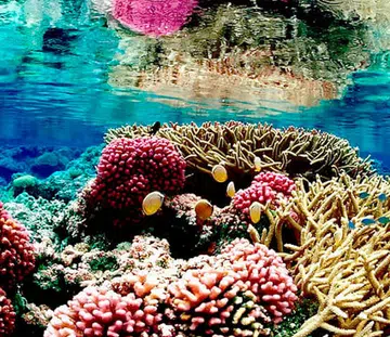 Palmyra Atoll National Wildlife Refuge