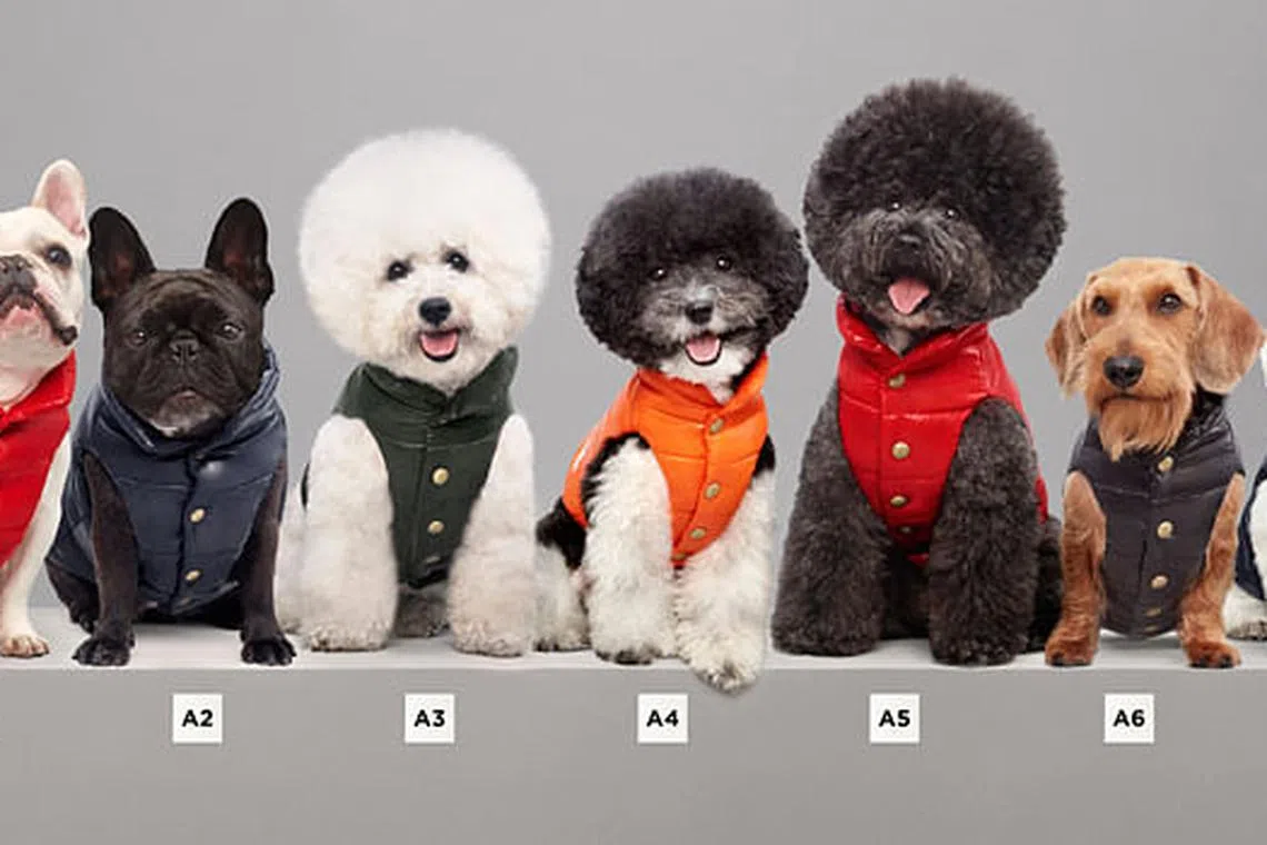 ネイビー　4 DOG COUTURE タグ付MONCLER POLDO