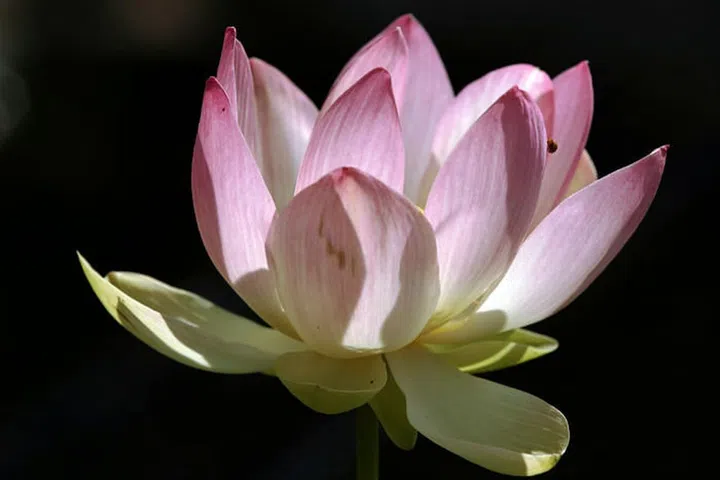 Sacred lotus (Photo: Getty)