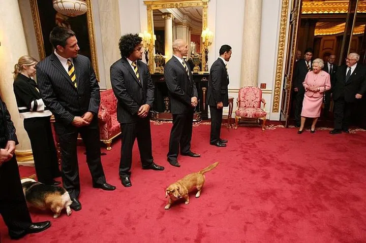 Her Majesty and her dogs greet rugby players in Buckingham Palace. Photo: Getty 