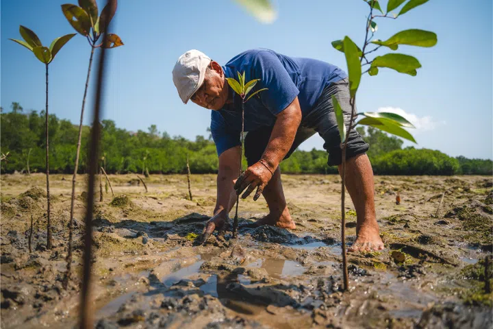 Marine protected area conservation staff member, I Wayan Suwarbawa planting mangroves as part of CTC’s massive mangrove reforestation effort.