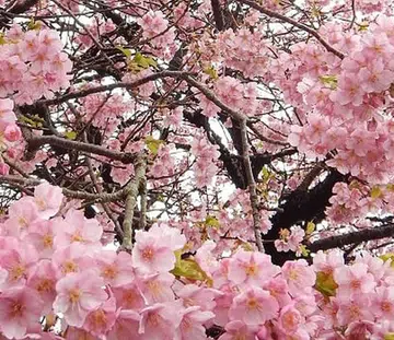 Cherry Blossom Experience With Walk Japan