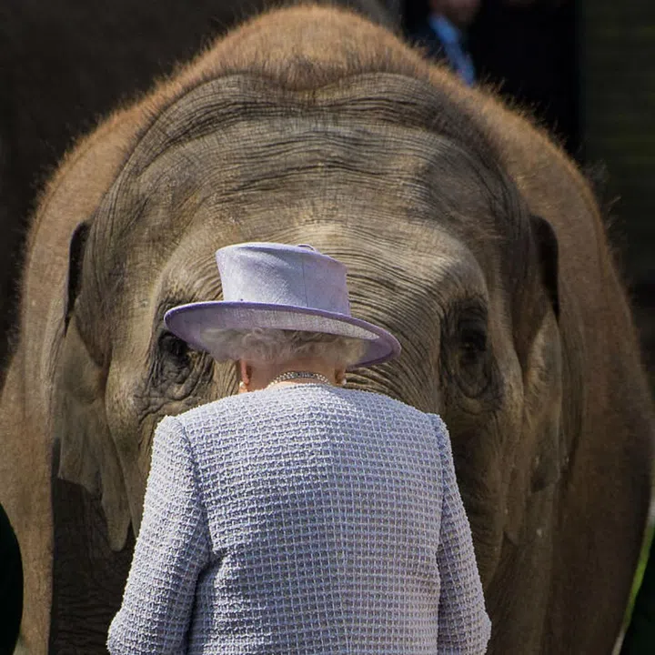 The Queen feeding an elephant at the opening a new facility at Whipsnade Zoo.

The Queen feeding an elephant at the opening a new facility at Whipsnade Zoo.

Photo: Robert Akester