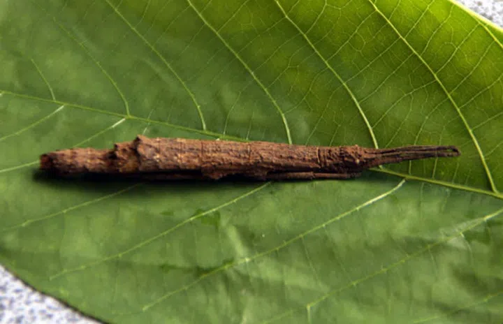 Licorice root (Photo: Getty)