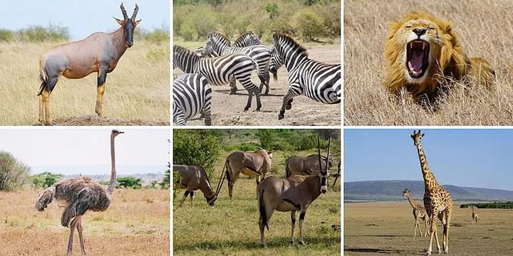 East African Safari 