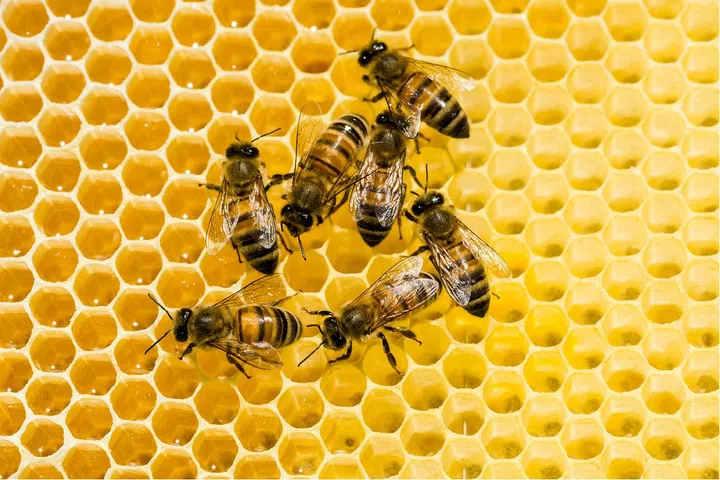A spoonful of honey is the healthy equivalent of downing a glucose-rich energy drink.
Have some with hot water and lemon for a pre-workout boost, or add some to anything from tea to natural yoghurt to replenish muscles after exercise.