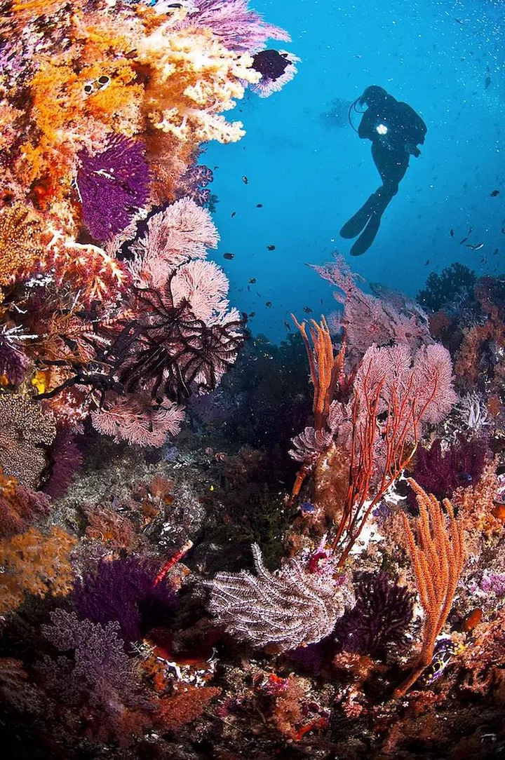 Sea life may be under threat, but for now the reefs of Raja Ampat, Indonesia, are bucking the trend with 1,000 species of fish—more than anywhere else on earth—and 550 species of coral, 10 times what you’ll see in the Caribbean. What’s the cause? Scientists aren’t 100 percent sure, though the region’s unusual climate and the many conservation efforts in place are likely factors. Immerse yourself in the phantasmagoric beauty of the sea by chartering the 164-foot, five-suite Silolona, which is a traditional phinisi, a kind of Indonesian trade boat used for journeys along the spice route. Gwyneth Paltrow took the trip—and blogged about it on Goop. Photo: Getty 