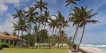 tanamera
