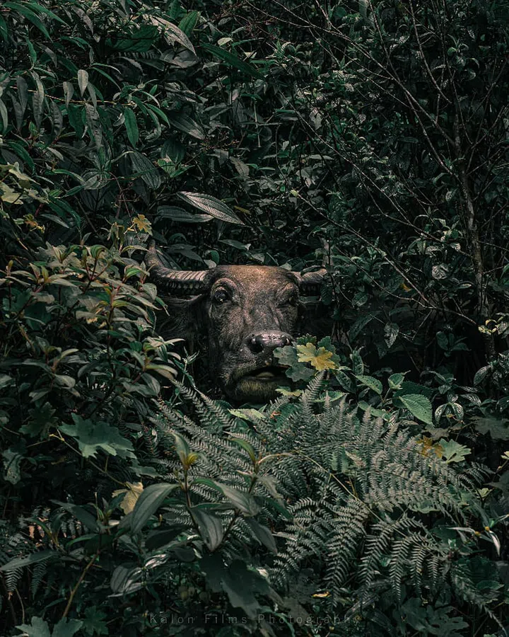 "I'm Here" is the image of a water buffalo as it peeks out from dense foliage with an expression that Venter describes as "a look as though it wanted us to help it". 