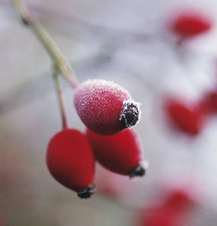 Rosehip oil is high in vitamins, essential fatty acids, and antiageing retinoids. Warm three drops between your palms and pat the oil into your skin before bed and wake up to nourished, rejuvenated skin that glows! Because of the retinoids, early signs of ageing and old scars will slowly fade away, so this is a definite vanity table must-have! Photo: Getty