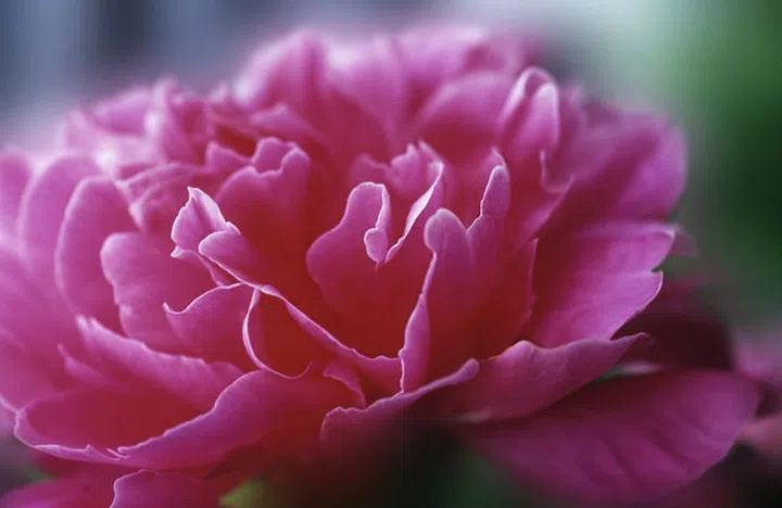 Peony (Photo: Getty)