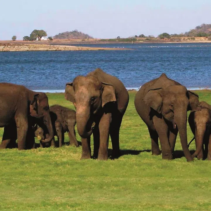 Photo: Best of Sri Lanka