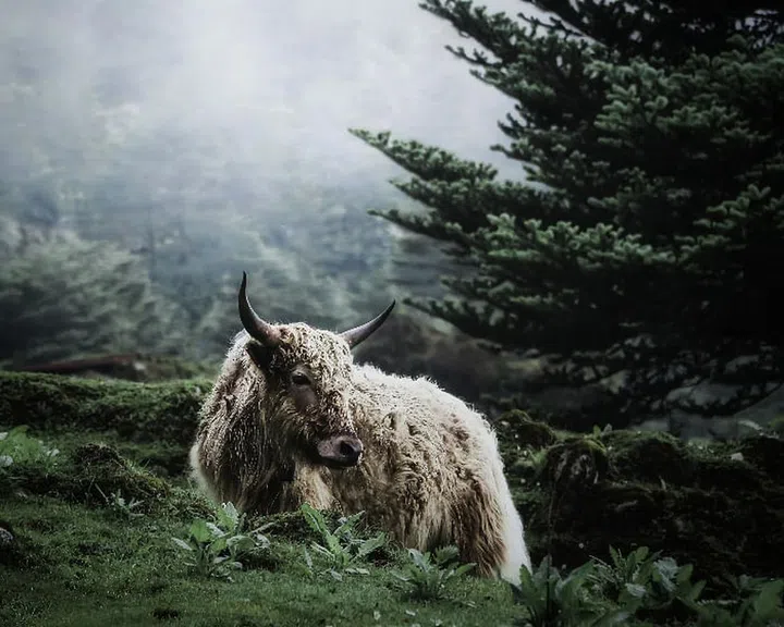 Mathur came across this scene in the mountains of Arunachal Pradesh, India where he had "to wait patiently for the animal to adopt the perfect pose". 