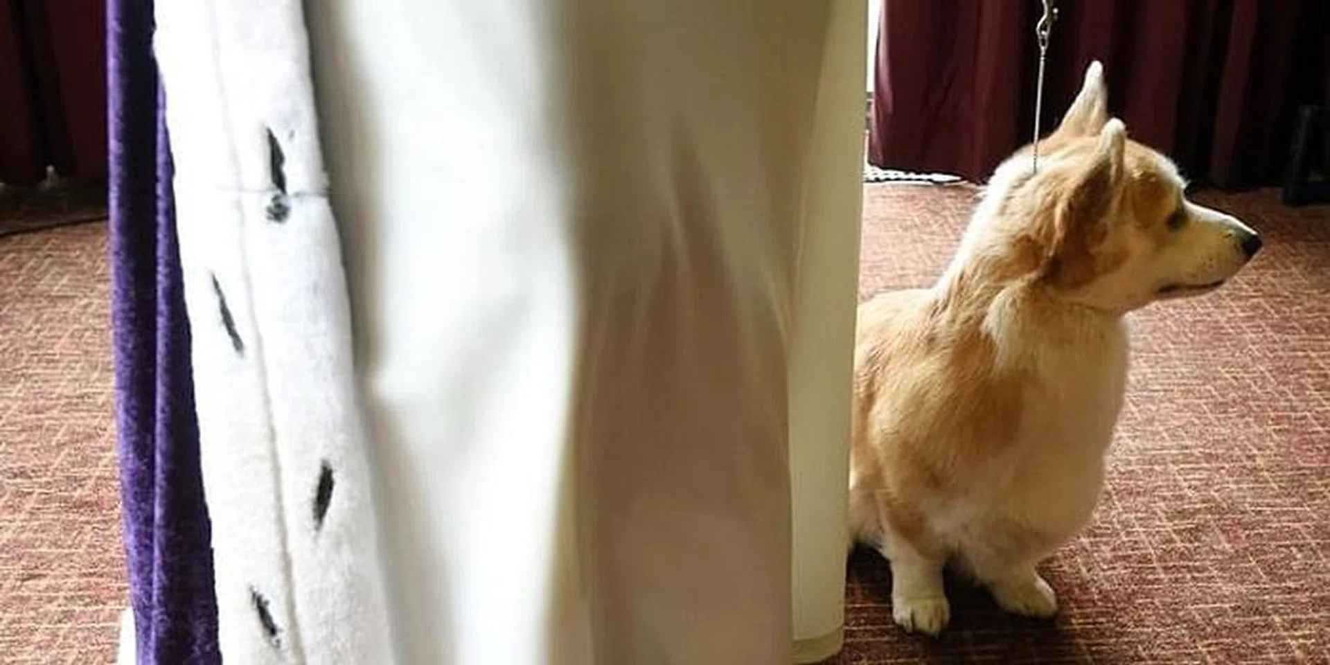 Corgi