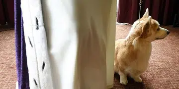 Corgi