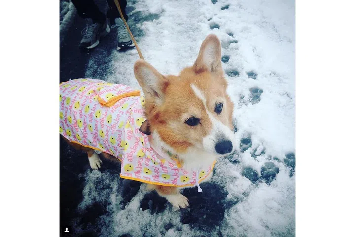 Photo: Instagram/princess_ginger_hamster