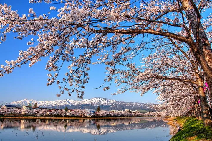 A four hour train-ride from Tokyo, Niigata prefecture is on the coast of the Sea of Japan which makes it a haven for fresh seafood. It’s also known for its famous high-quality rice and relaxing hotsprings. Niigata is also home to breathtaking coastal views and mountains that make the natural scenery something not to be missed. Photo: Shutterstock