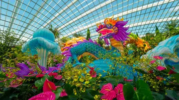 Dahlia Dreams Legend of the Dragon Gate