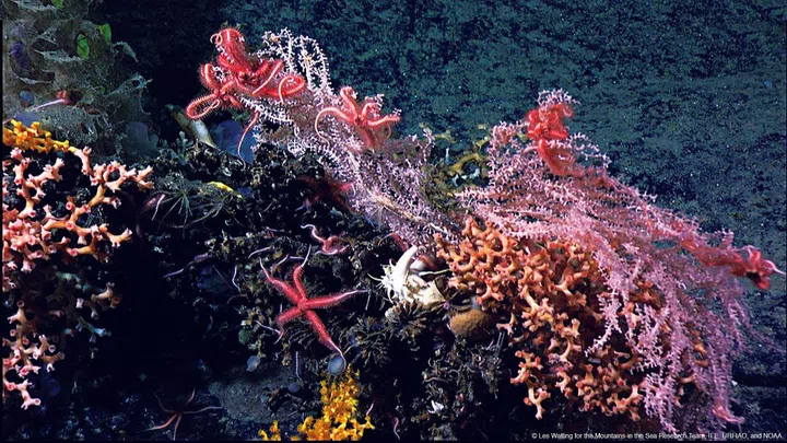Beautiful coral reef—“The Deep”