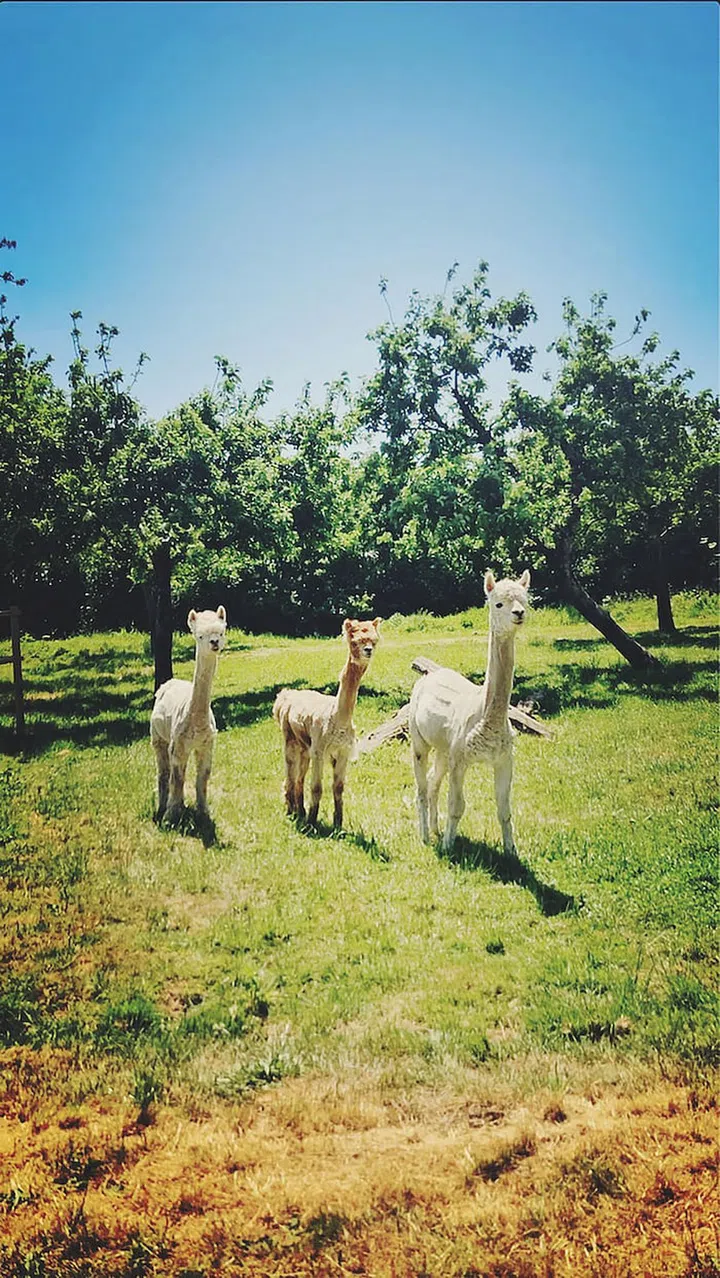 A family of alpacas to charm ANRÁN guests. (Photo: ANRÁN)