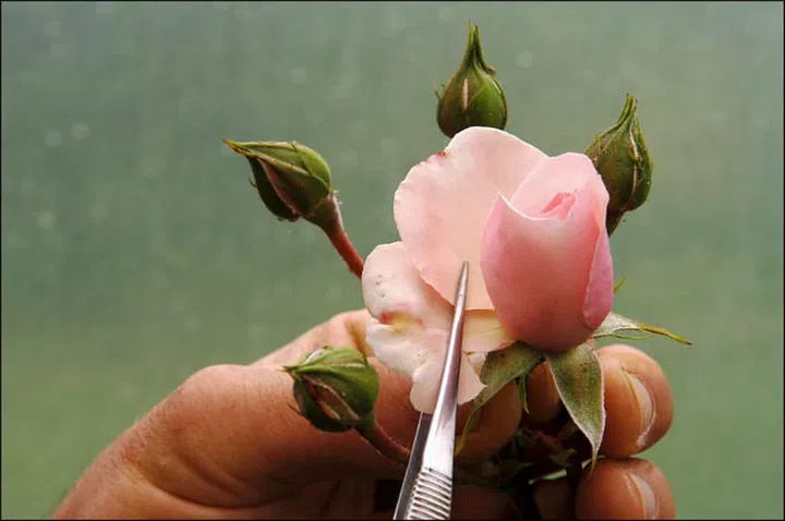 The scent of roses will easily drape you luxuriously in sheer bliss. Its deep and floral fragrance prepares you for the coming week by harmonizing and balancing the well-being as you rest beneath the comfort of your bed covers. (Photo: Getty)