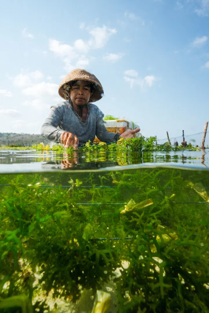 Seaweed farmer Ni Nyoman Seruni harvesting seaweed at the Satya Posana Nusa cultivation area on Nusa Lembongan, Indonesia.