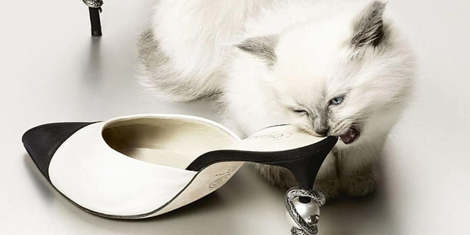 Fashionable Felines: Introducing Our Favourite Celebrity Cats