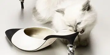 Fashionable Felines: Introducing Our Favourite Celebrity Cats