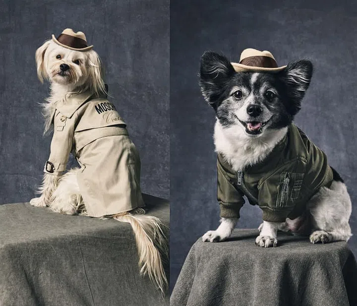 moschino-pets-jeremy-scott-2021