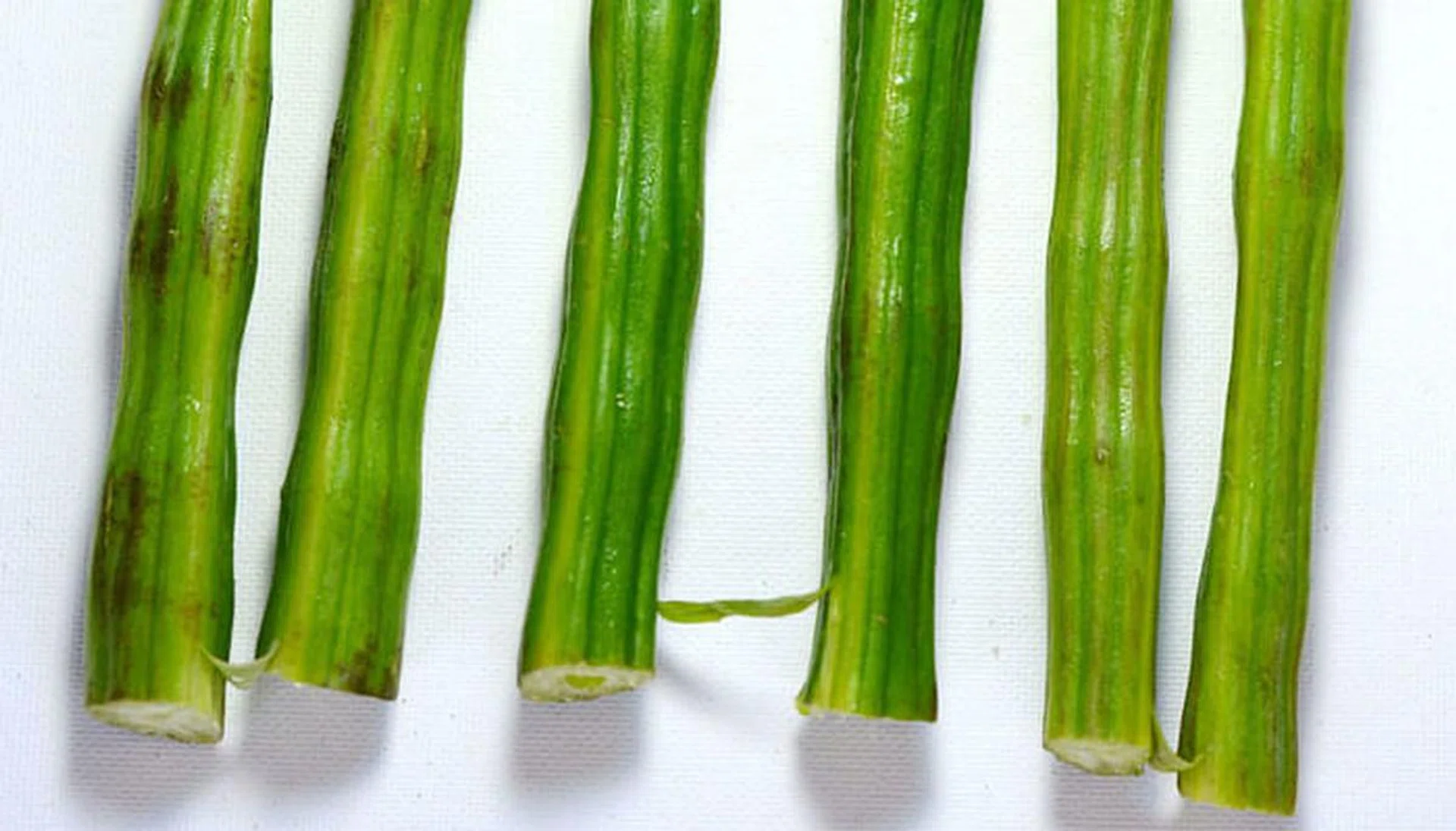 moringa