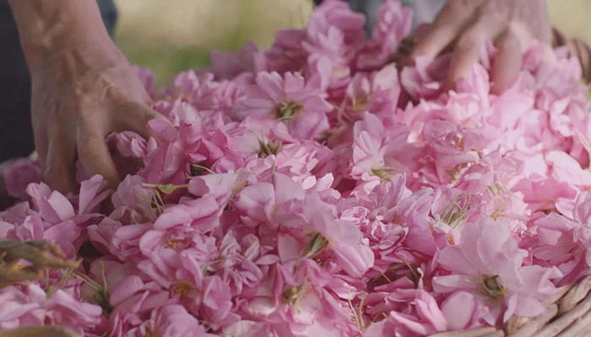 dior the quest for essences