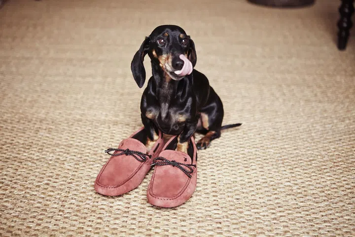 Put your best feet—or should we say paw?—forward