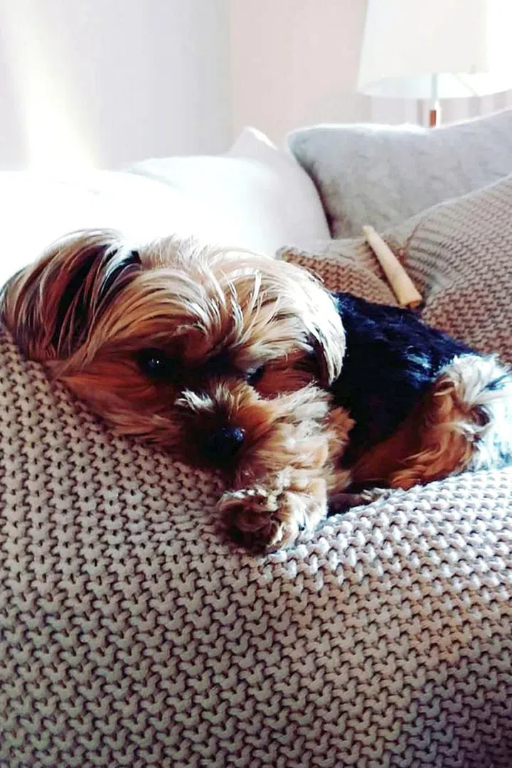 Emmy Rossum's furry friend Cinnamon enjoys cuddling and napping when not strolling through the streets of LA. Photo: Instagram
