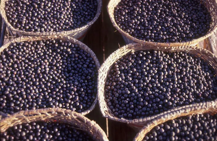 Native to South and Central America, these plump berries with an earthy and tangy flavor are rich in fibre (helps in bowel movement), vitamin A (maintains healthy vision and aids in cell turnover rate), a vitamin B complex (aids with healthy metabolism), vitamin C (prevents collagen breakdown), essential fatty acids (reduces heart-related diseases and improves skin elasticity), essential amino acids (boosts muscle performance and maintains tissue development), and essential minerals. Its rich purple comes from an antioxidant compound called anthocyanin that prevents age-related damage. Photo: Getty