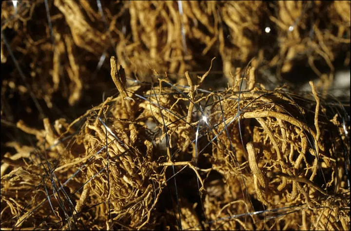 The woody, herbaceous scent of vetiver is known to keep the nerves calm and balanced, keeping signs of exhaustion and lethargy at bay as the week draws nearer to a close. (Photo: Getty)