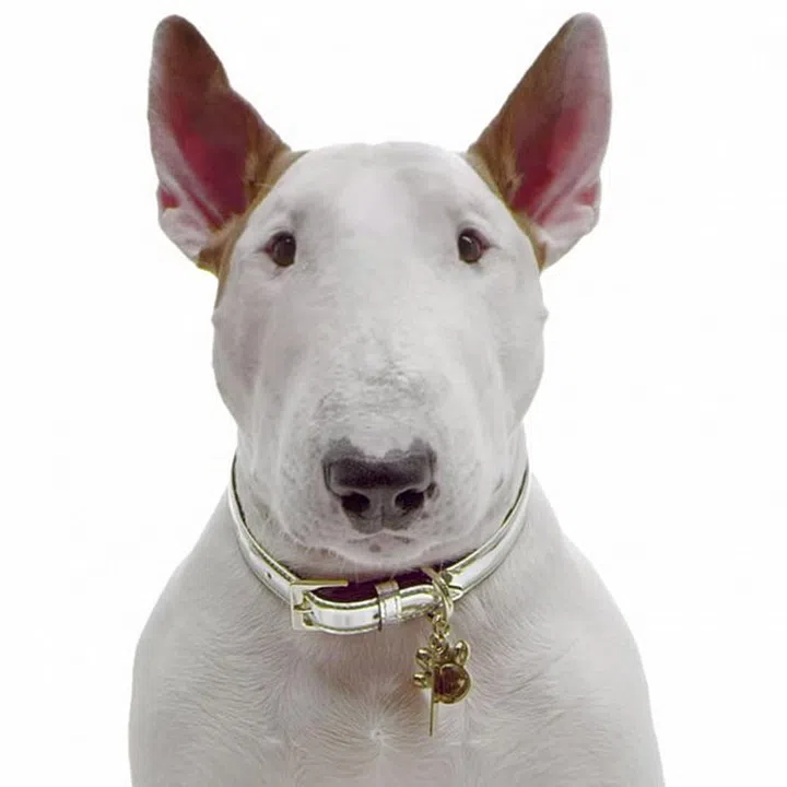 jimmy choo bull terrier