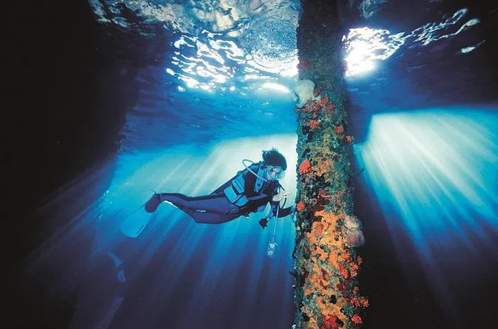 Sylvia Earle, photographed by fellow Testimonee David Doubilet.