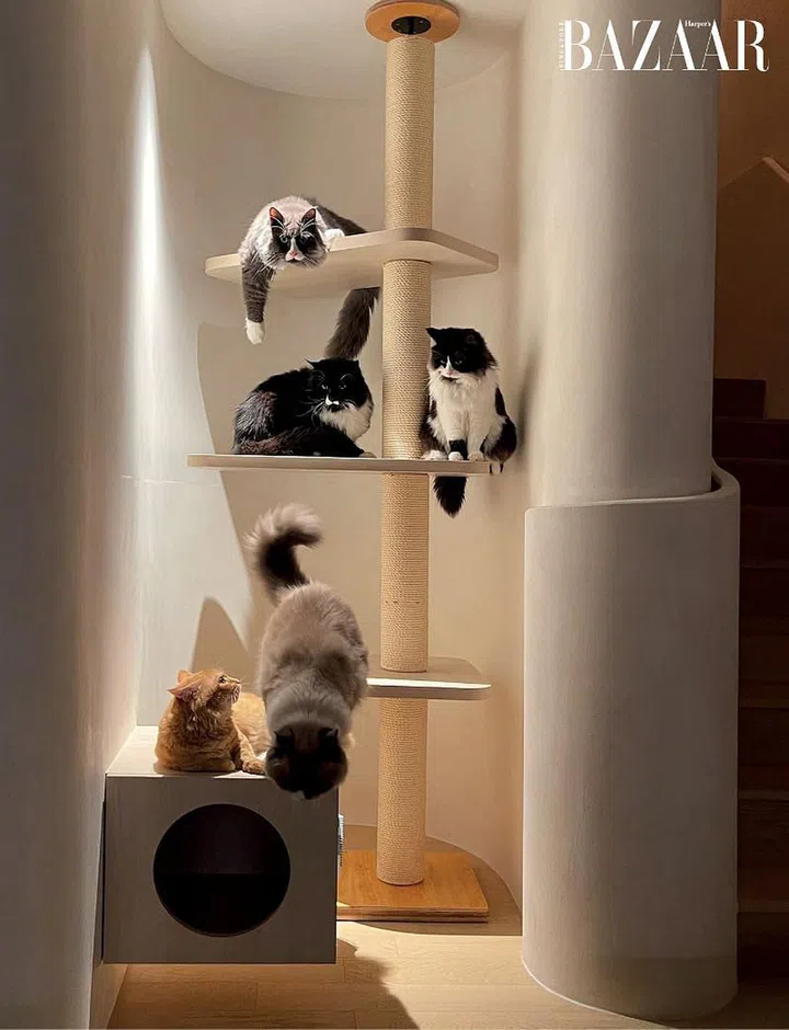 The feline members of the family in their play area.
