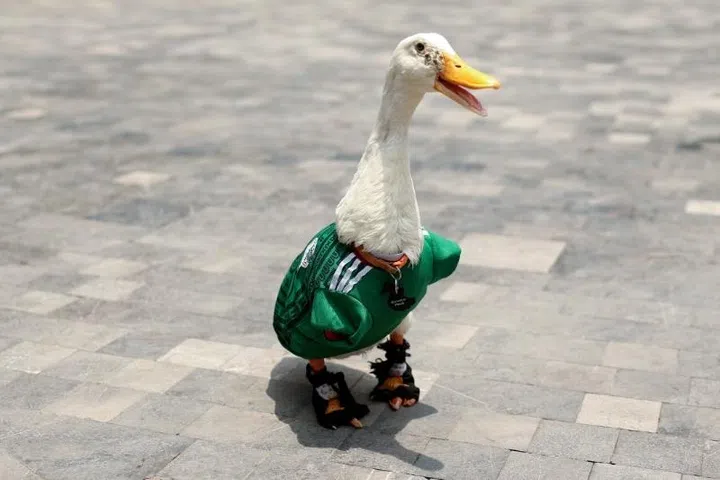 merlin the duck | 2026 world cup | football | world cup highlights