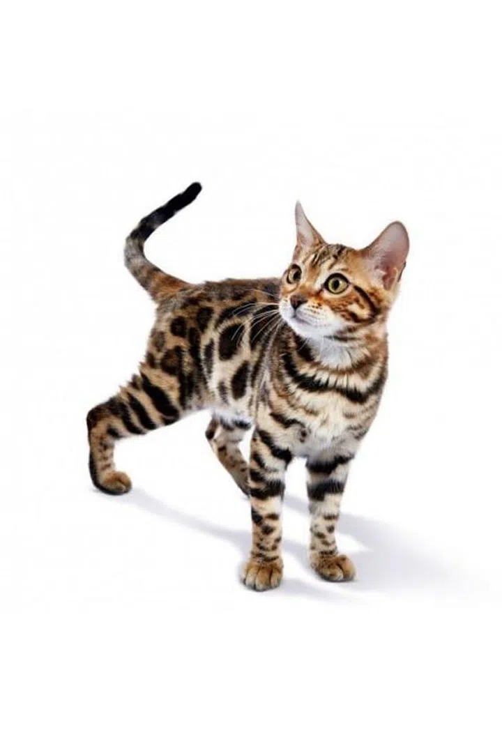 A new addition to the Dolce & Gabbana family, Mali is a three-month-old Bengal kitten who shares the designer's house in Milan with her brother Togo and their parents, two-year-old female Zambia and tomcat Congo. Photo: Sakis Lalas
