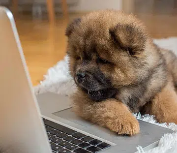 Dog movies