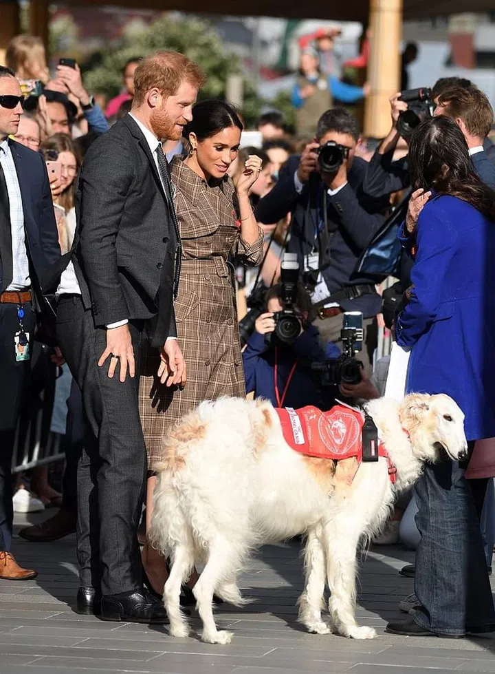 Meghan and Harry meet a dog. Photo: Getty 